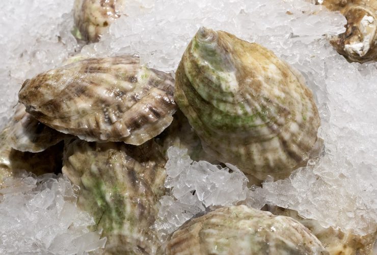 can you freeze oysters